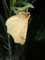 Tetracis cervinaria