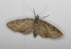Eupithecia columbiata