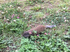 Poliocitellus franklinii