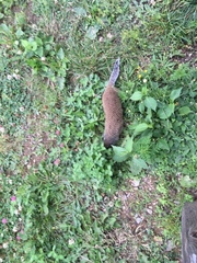 Poliocitellus franklinii