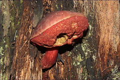 Boletus barragensis