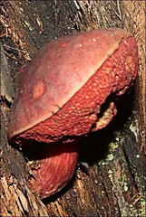 Boletus barragensis