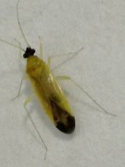 Phylus melanocephalus