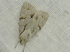 Acronicta psi