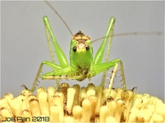 Hexacentrus unicolor