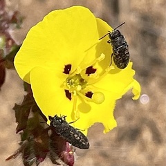 Anambodera