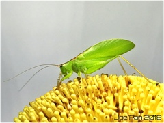 Hexacentrus unicolor