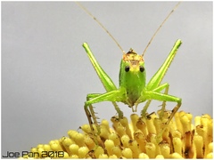 Hexacentrus unicolor