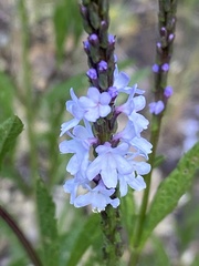 Verbena simplex