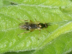 Actina viridis