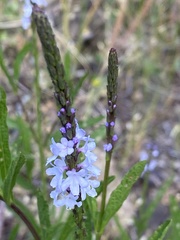 Verbena simplex