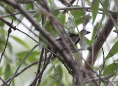 Setophaga coronata auduboni