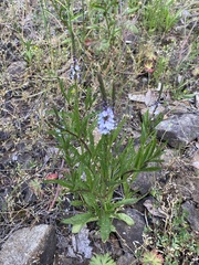 Verbena simplex