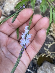 Verbena simplex