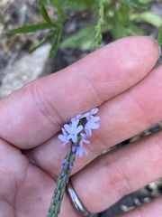 Verbena simplex