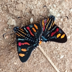 Mimoniades versicolor