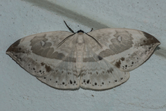 Cyclidia substigmaria