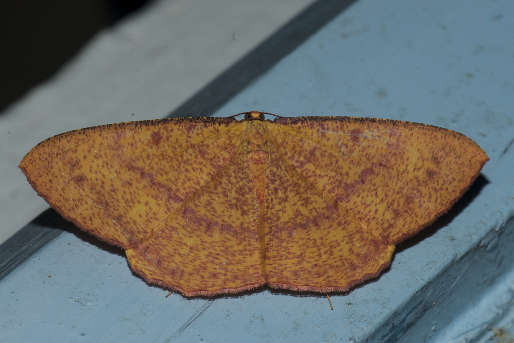 Eumelea atomata