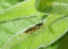 Actina viridis