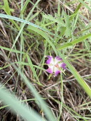 Sabatia campestris