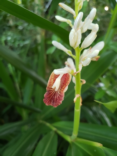 Alpinia calcarata, photograph 2