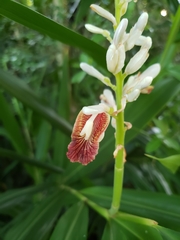 Alpinia calcarata, photograph (c) Robert Guralnick, some rights reserved (CC BY)