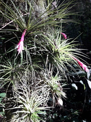 Tillandsia tenuifolia
