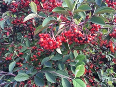 Cotoneaster glaucophyllus
