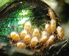 Parasitinae