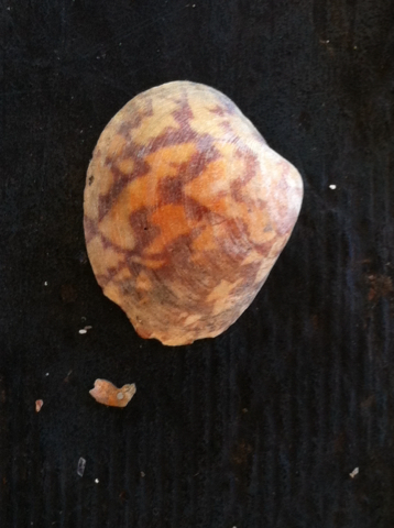 Lioconcha annettae