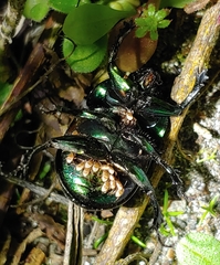 Parasitinae