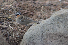 Zonotrichia capensis