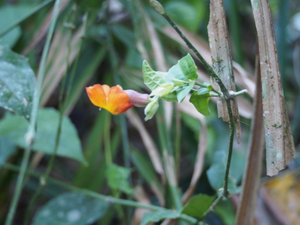 Thunbergia papilionacea