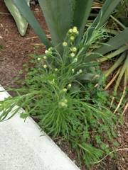 Erigeron bonariensis