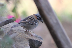 Zonotrichia capensis