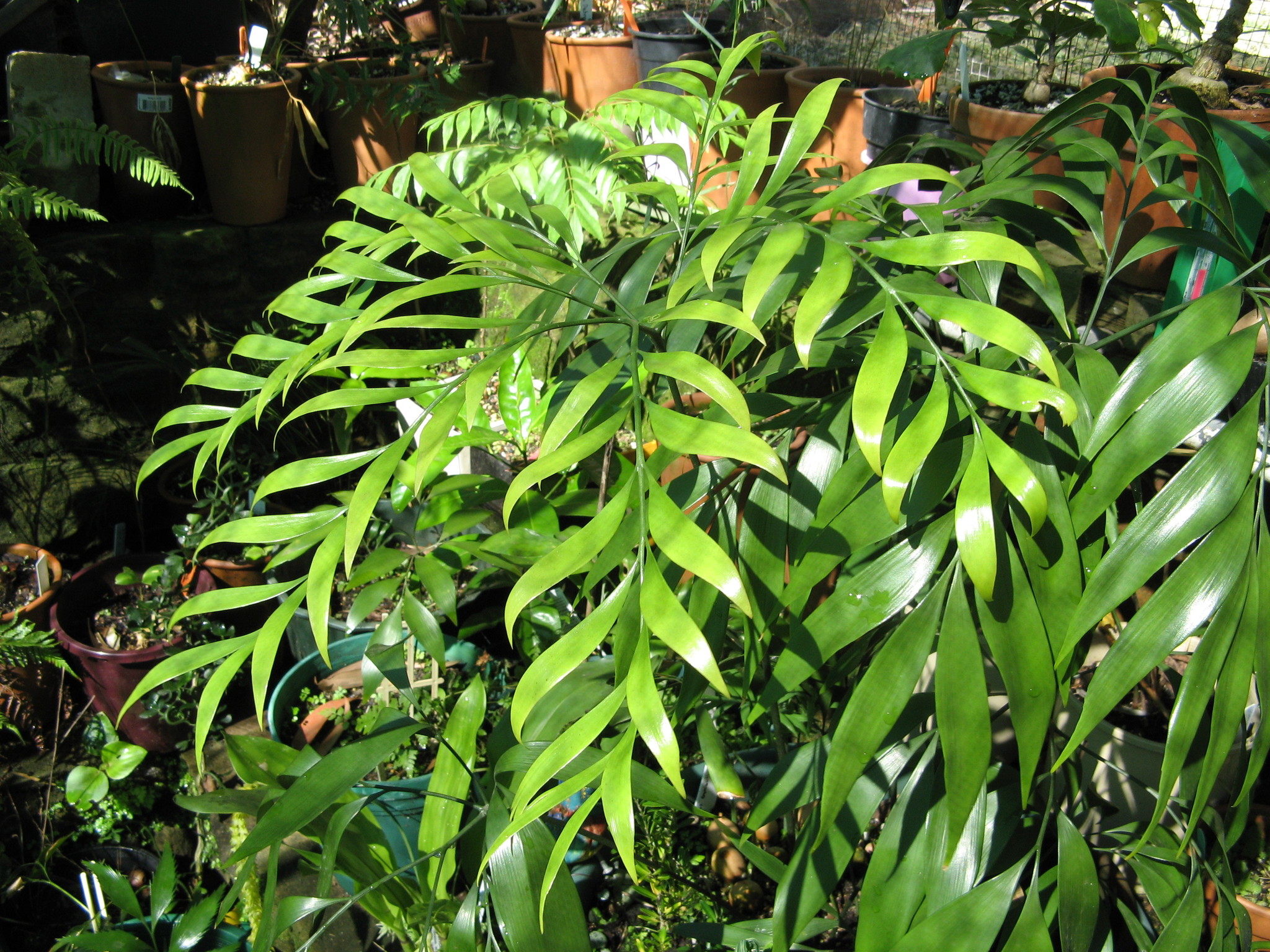 Bowenia