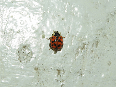 Harmonia axyridis