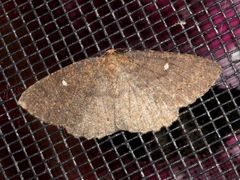 Casbia melanops