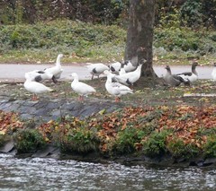 Anser anser domesticus