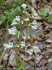 Penstemon arkansanus