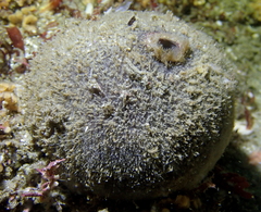 Tetilla