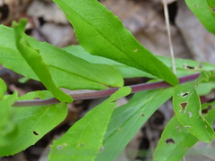 Penstemon arkansanus
