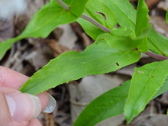 Penstemon arkansanus