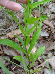 Penstemon arkansanus