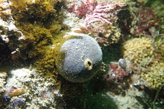 Tetilla