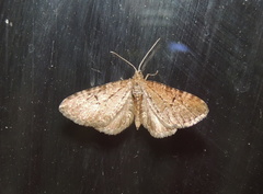 Eupithecia satyrata