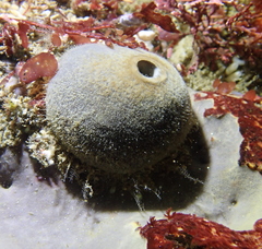 Tetilla
