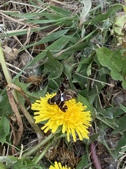 Exoprosopa caliptera