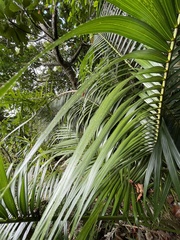 Calamus siphonospathus sublaevis
