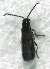 Malthodes pumilus